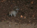 Grey_Squirrell_in_Russell_Square_park.jpg
