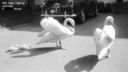 it_swans.jpg