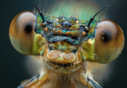 Damsel_Fly_08_25_58.png