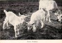Goats_at_the_Farm_54.jpg