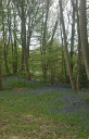 Filename=Bluebells2021.jpg
Filesize=123KiB
Dimensions=399x617
Date added=May 30, 2025 Bluebells2021.jpg