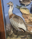 Filename=Gt_Bustard.jpg
Filesize=200KiB
Dimensions=848x1052
Date added=May 30, 2025 Gt_Bustard.jpg
