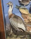 Filename=thumb_Gt_Bustard~0.jpg
Filesize=4KiB
Dimensions=103x128
Date added=May 30, 2025 thumb_Gt_Bustard~0.jpg
