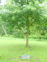 Filename=thumb_SV200864~0.JPG
Filesize=48KiB
Dimensions=96x128
Date added=May 30, 2025 thumb_SV200864~0.JPG