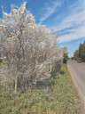 Filename=Bug_2.jpg
Filesize=802KiB
Dimensions=1030x1373
Date added=May 17, 2025 Bug_2.jpg